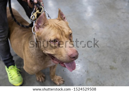 The American pit bull terrier