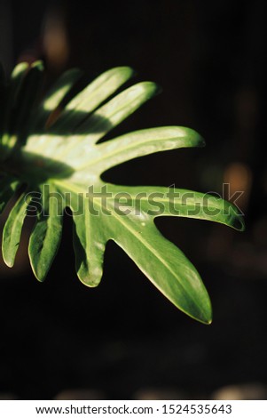 philodendron leaf close up dark background tropical.