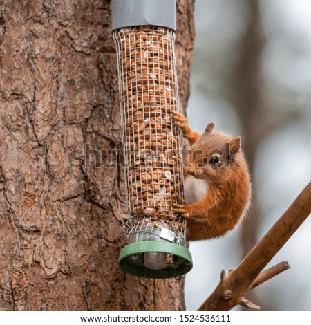 Red Squirrel on a peanut bird feeder in Abernethy, Scotland