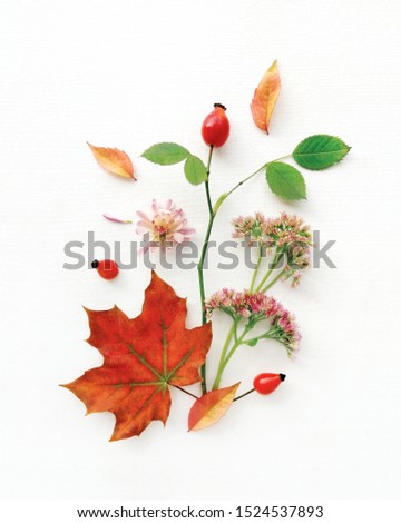 Autumn mood, vibes, gamma of yellow and red fallen leaves, flowers, wild rose branch, berries on white canvas background. 