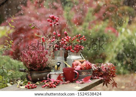 Heather, rose hips, a bouquet  of red small apples and a bird on the table in the rural garden  on the background of the first snow