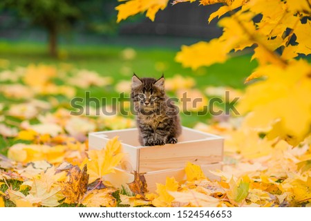 cute brown kitten walks on yellow autumn maple leaves Royalty-Free Stock Photo #1524546653
