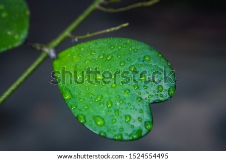 After the rain, there is dew on the top. Heart shaped leaves are bright green in nature.