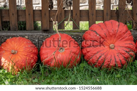 Three flat bright orange pumpkins standing near fence