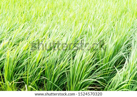 The green grass growing for cattle feeding; the top part of the plants sway beautifully with the breezy wind blow. It simply creates an abstract texture with a view of background blurred, copy space.