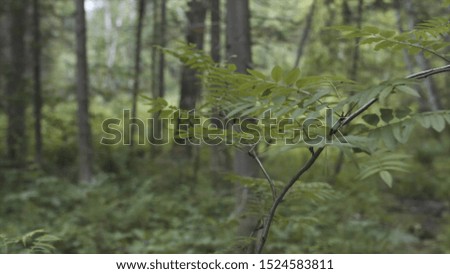 Close up of the leaves of the bush growing in the summer green forest. Stock footage. Beautiful fresh flora in woods on blurred natural background.