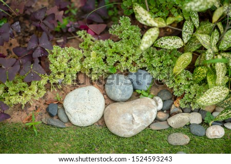 Green and stone plants for decorating the garden in the house.