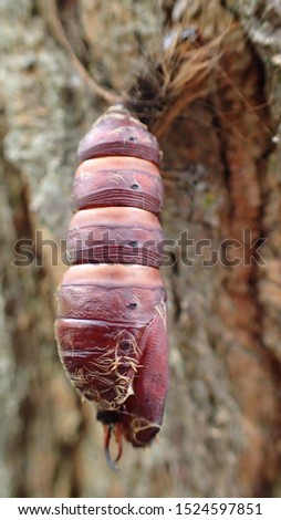 Closeup of Gypsy Moth cocoon on tree