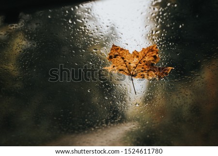 leaf on the background with drops