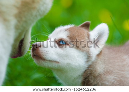 Cute siberian husky puppy and mother in summer