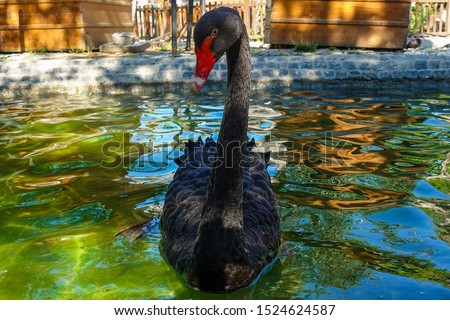 Black swan in the pool of Kugulu Park - Ankara, Turkey