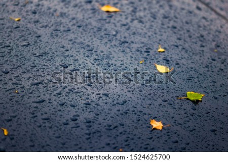 a black car's surface at autumn rainy day with yellow birch leaves - selective focus with blur closeup