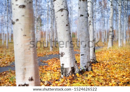 In the autumn park. Autumn landscape with white birch trunks in city park.