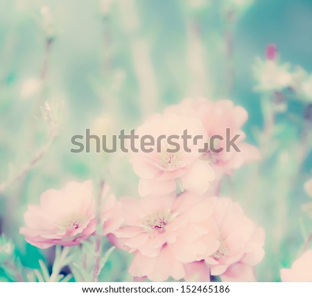 Portulaca grandiflora flowers