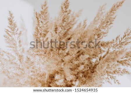Beige reeds agains white wall. Beautiful background with neutral colors. Minimal, stylish, trend concept. Parisian vibes.  Royalty-Free Stock Photo #1524654935
