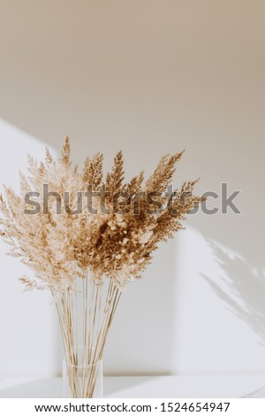 Beige reeds in vase standing on white table with beautiful shadows on the wall. Minimal, styled concept for bloggers. Parisian vibes. Royalty-Free Stock Photo #1524654947