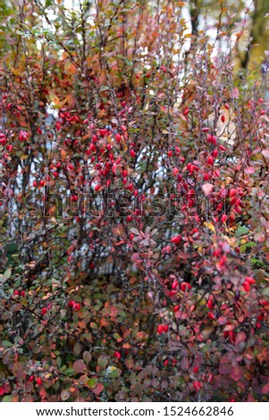 Decorative barberry - shrub with red long berries, very elegant and festive.