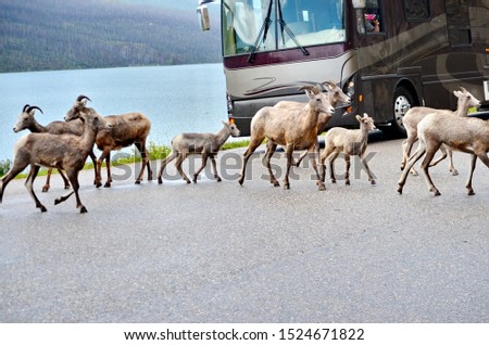 Mountain Goat herd on a paved road in Jasper National Park