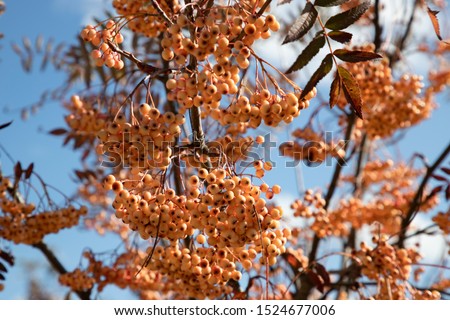 Light yellow variety of rowan berries, also known as ash berries hanging on the leafless tree under the blue sky