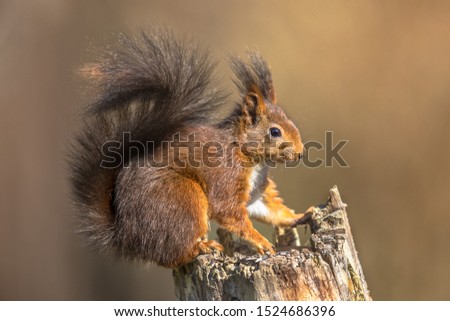 Red squirrel (Sciurus vulgaris) sitting on trunk while animal is looking alert against bright brown background