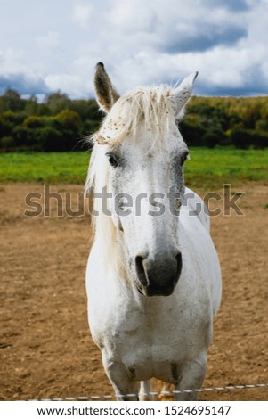 Close-up portrait of a white horse on a ranch