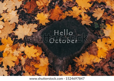 Hello October. A natural looking stump and yellow maple leaves in the autumn forest. Wooden stump with autumn leaves and forest on a background of nature. Template for design. Copy space