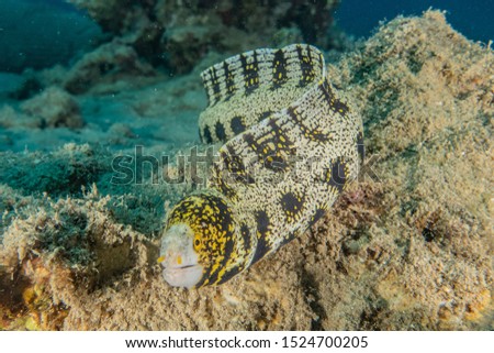 Tiger Snake Eel in the Red Sea Colorful and beautiful, Eilat Israel