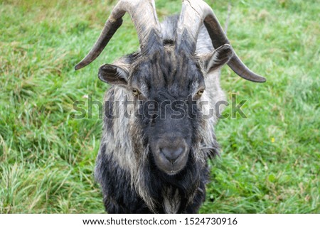 Head of a goat of black breed on a background of green grass. Front view of the goat's face close-up.