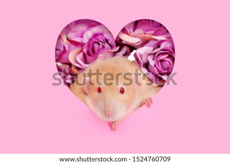 Red eyed rat looking through the heart shape frame against roses background