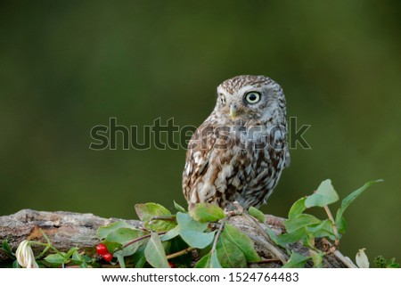 The little owl is a bird that inhabits much of the temperate and warmer parts of Europe, Asia east to Korea, and north Africa. 
