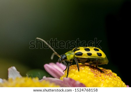 Closeup of an insect on a flower in the garden