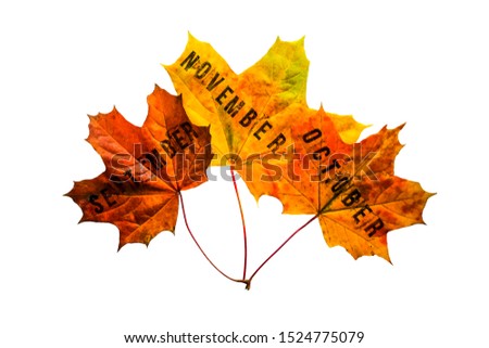 3 three maple leaves isolated on white background. three autumn month - september, october, november. 