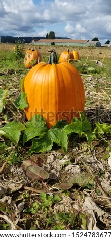 a perfect pumpkin waiting to be picked