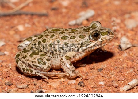 Spotted Marsh Frog on red earth Royalty-Free Stock Photo #1524802844
