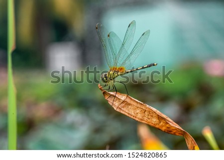 Detailed Marco view of one long-legged marsh glider dancing dropwing Trithemis pallidinervis dragonfly resting. Wildlife nature insects outdoor garden lake concept.