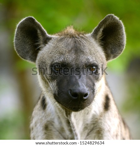 Hyena head portrait forest background 