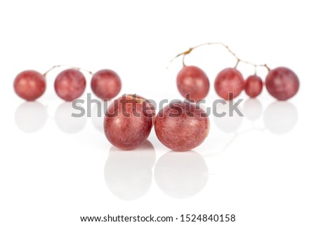 Group of nine whole fresh purple grape rose in row isolated on white background