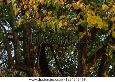 Leaves starting to turn yellow on tree