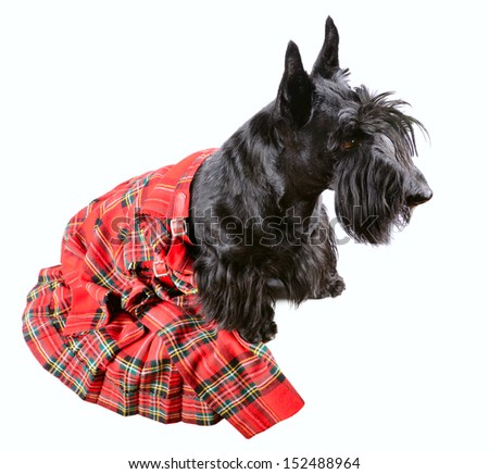 Scotch terrier in a red scotland tartan sitting on a white background