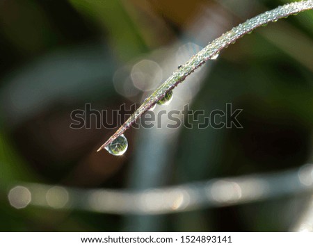 Water droplets on the leaves in the morning