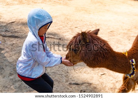 Asian kid feeding, petting and playing with animals: goat, kangaroo, horse, llama and birds.