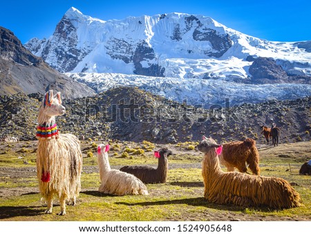 Llama pack in Cordillera Vilcanota, Ausungate, Cusco, Peru Royalty-Free Stock Photo #1524905648