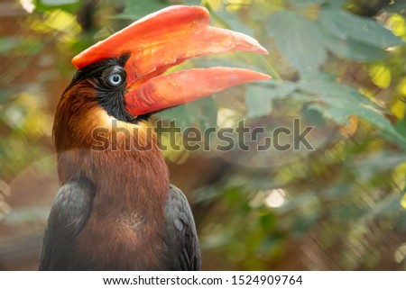 A close up of a toucan, an exotic bird with a huge orange beak.