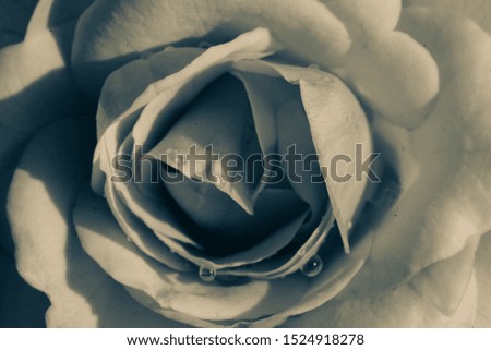 Close-up black and white photography at roses, for the background of sweet flower petals,