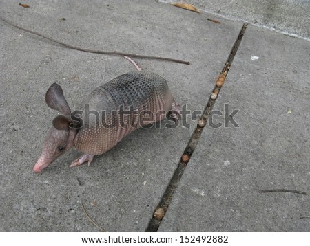 The nine-banded armadillo (Dasypus novemcinctus), or the nine-banded, long-nosed armadillo, is a medium-sized mammal found in North, Central, and South America. Dasypodidae family. Amazon rainforest