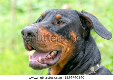 portrait of a black sitting doberman pinscher dog