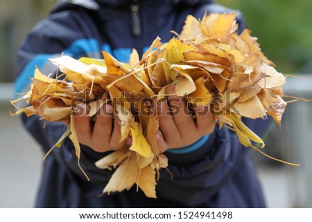 
Photo of autumn yellow leaves in the hands of a child