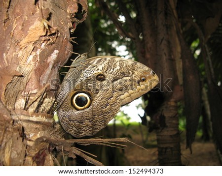 Caligo oileus, the Oileus Giant Owl, is a butterfly of the Nymphalidae family. The species can be found from Mexico to northern South America, Amazonia. 