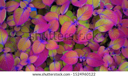 Autumn leaves background with colorful patterns and textures.