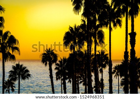 Palm Trees on the Beach at Sunset